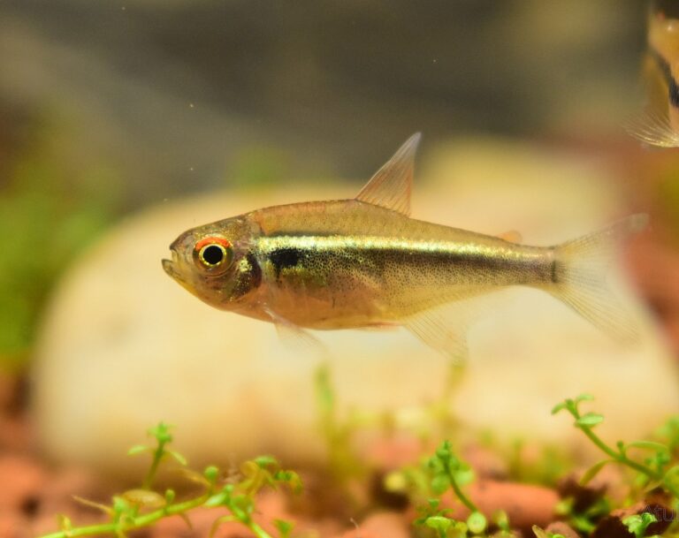 Black Neon Tetra