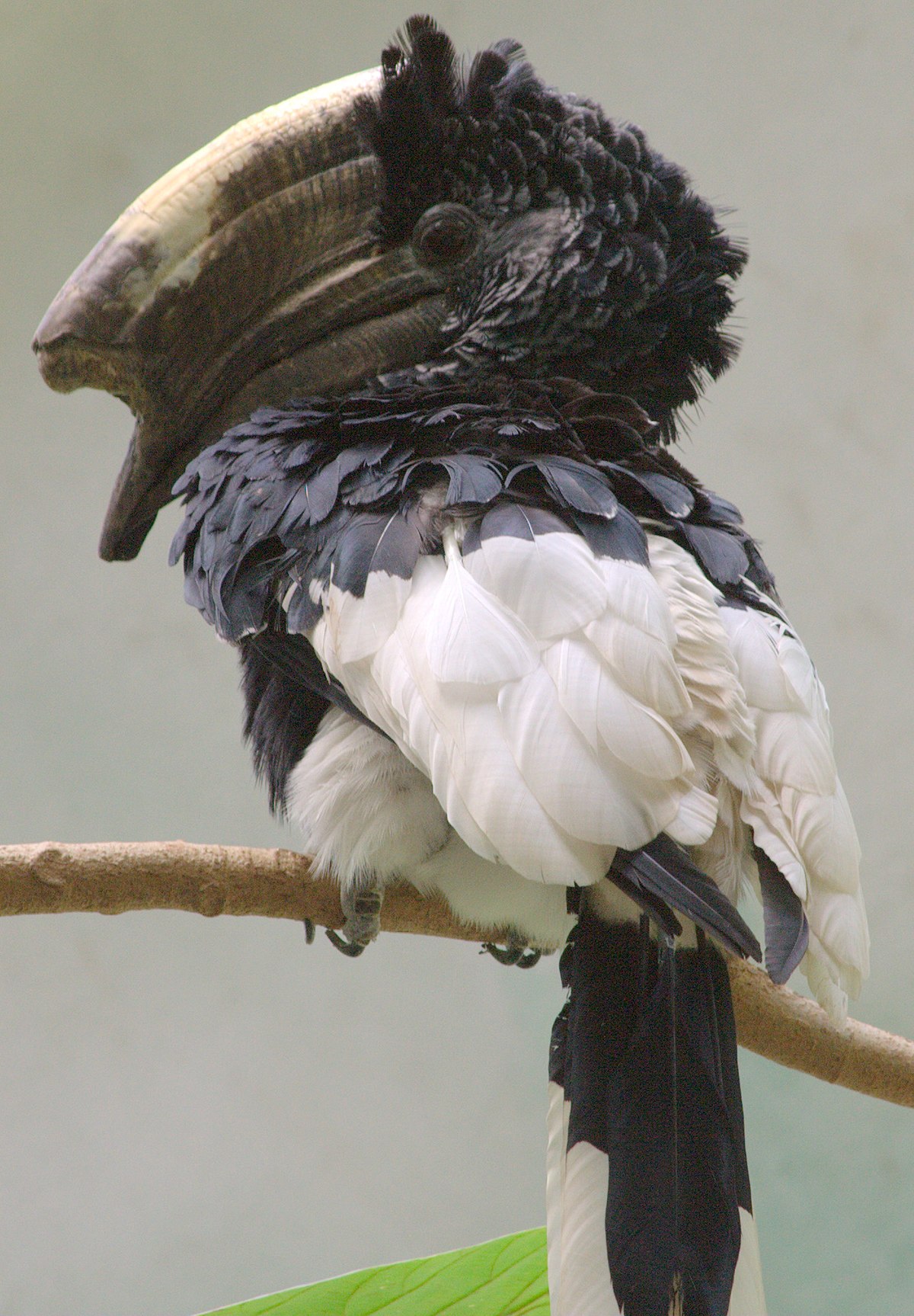 Black-And-White-Casqued Hornbill