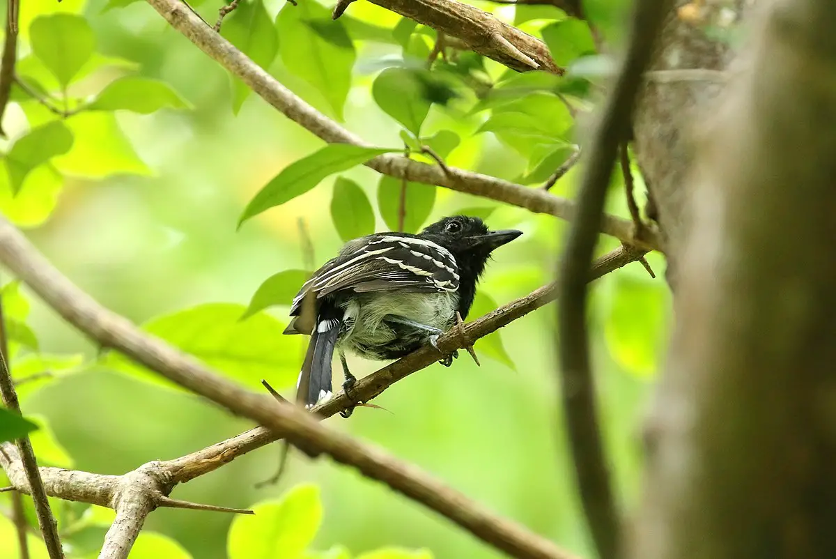 Black-Backed Antshrike