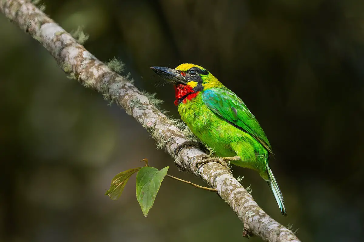 Black-Banded Barbet