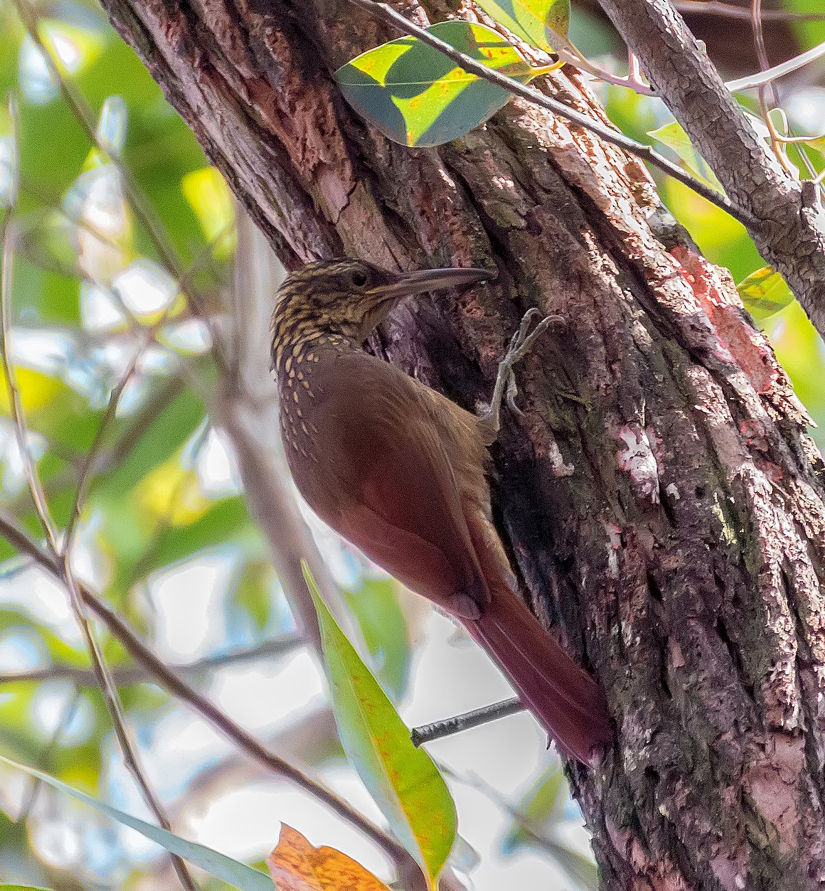 Black-Banded Woodcreeper