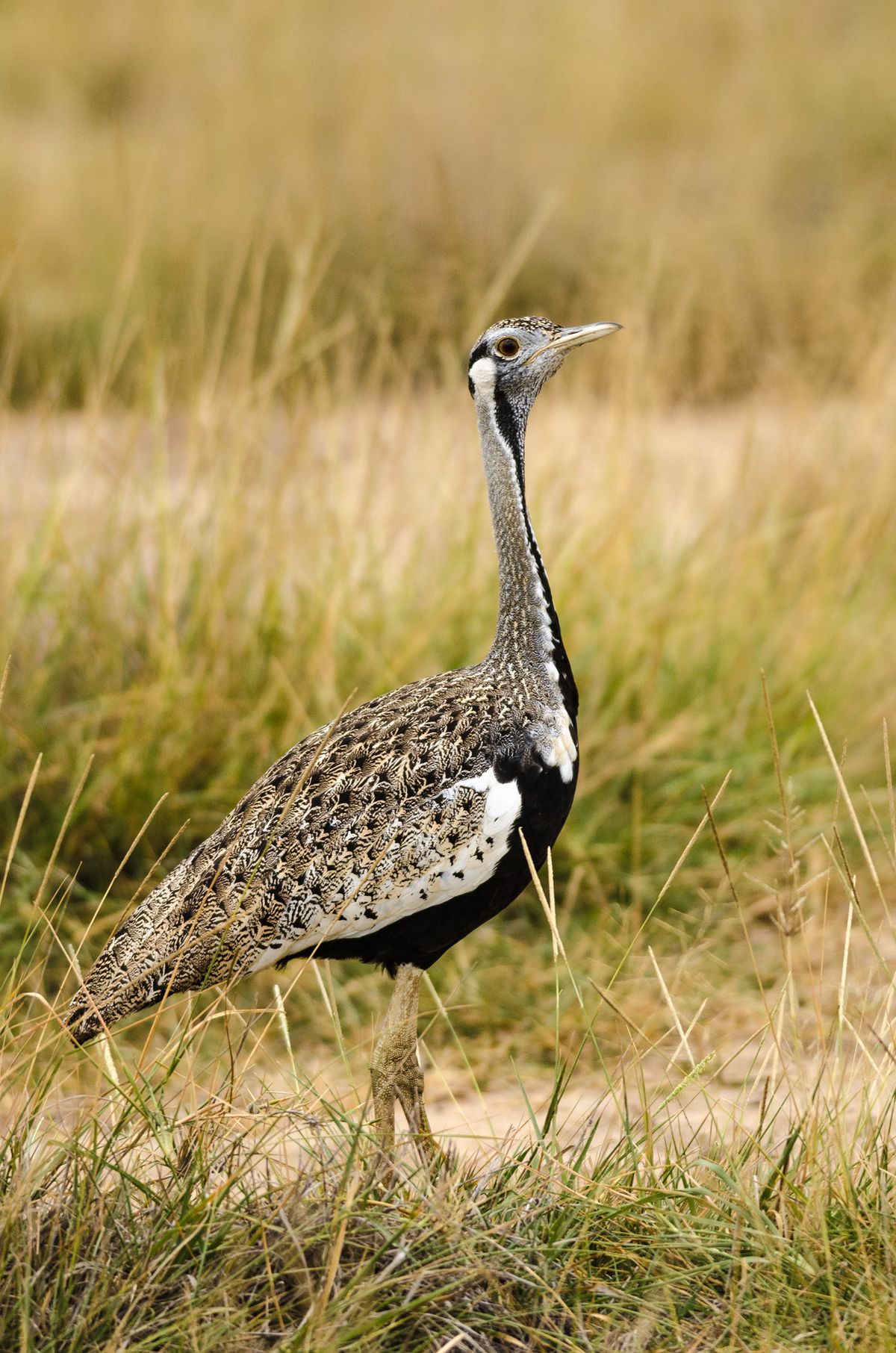 Black-Bellied Bustard