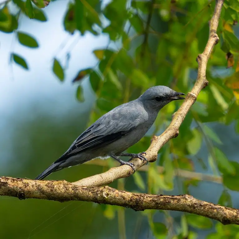 Black-Bibbed Cicadabird