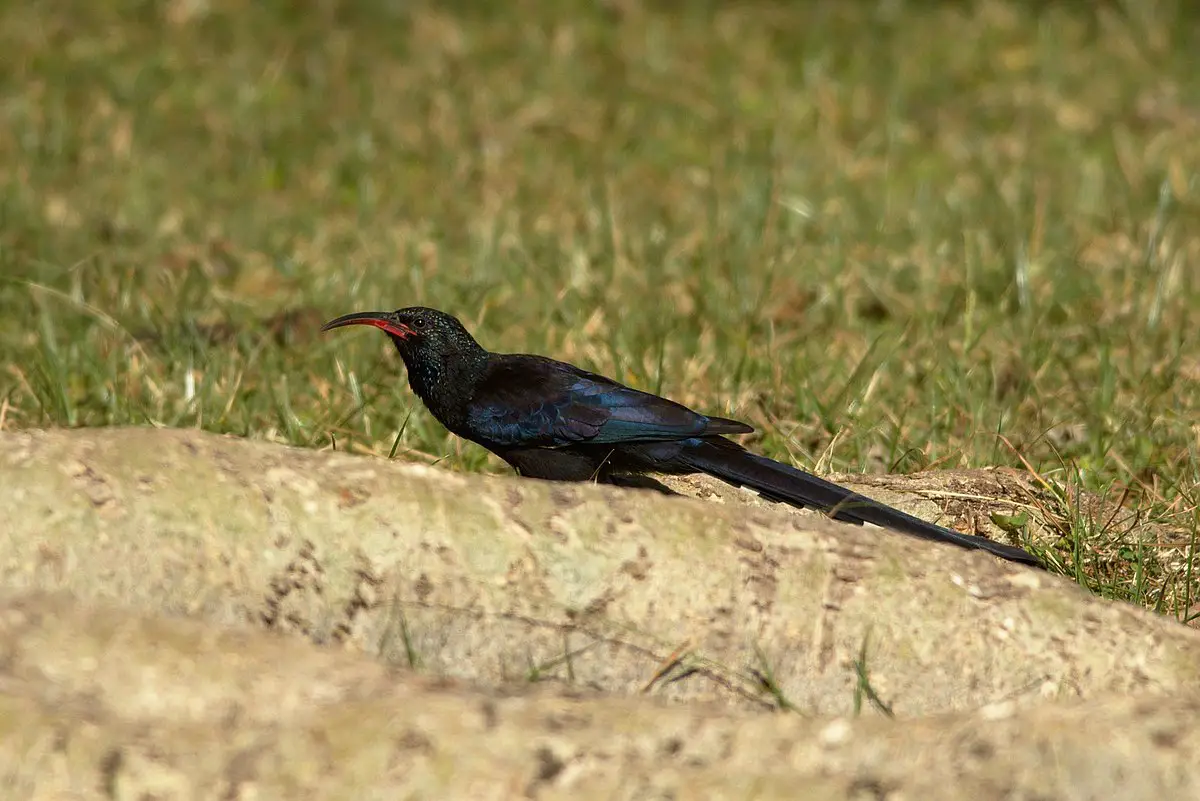 Black-Billed Wood Hoopoe