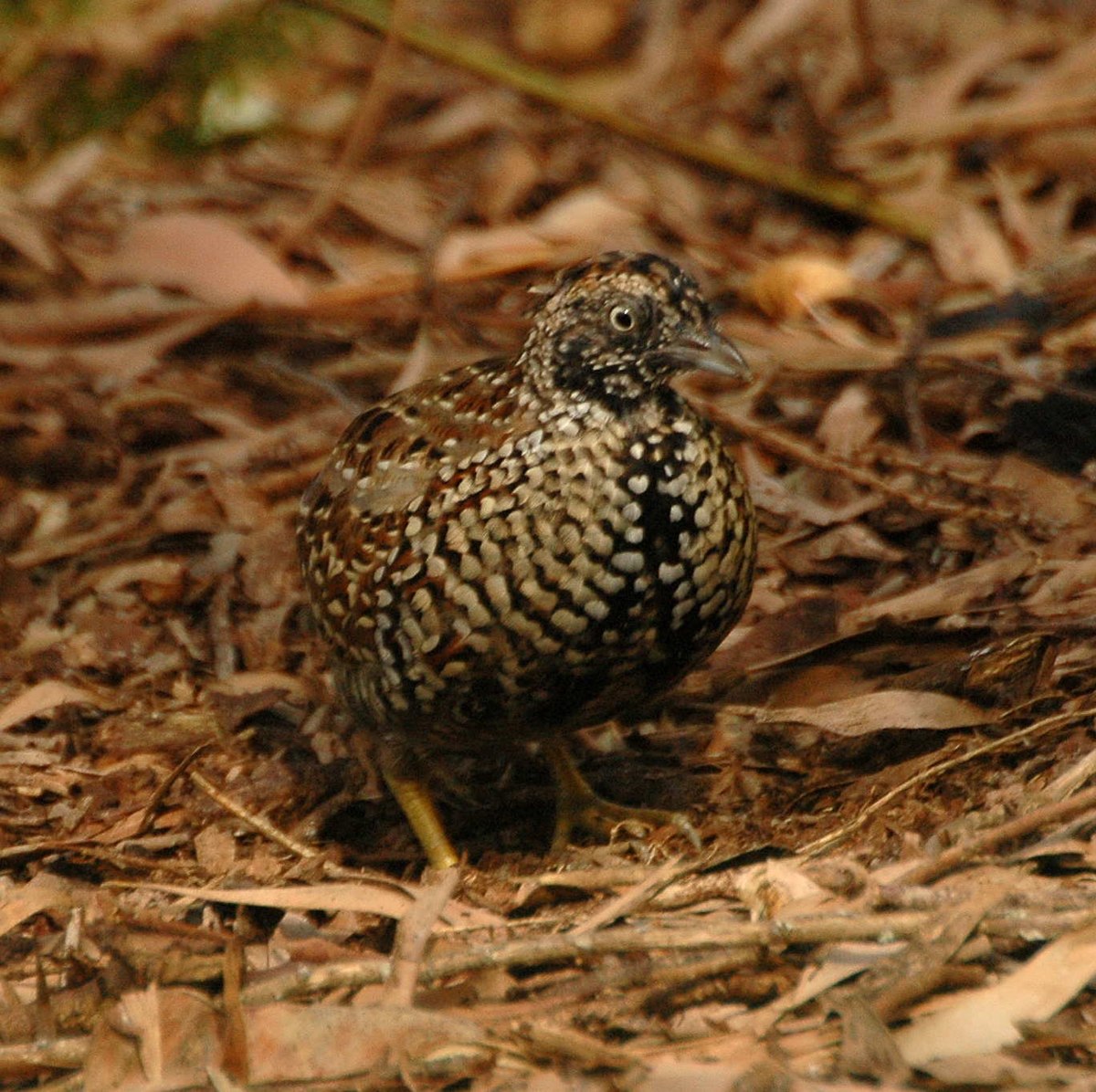 Black-Breasted Buttonquail