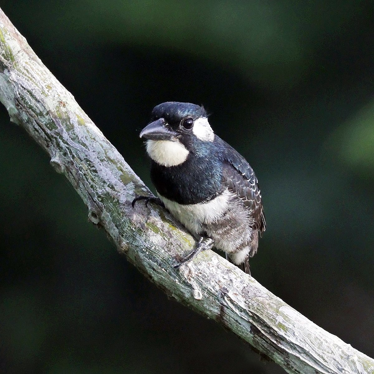 Black-Breasted Puffbird