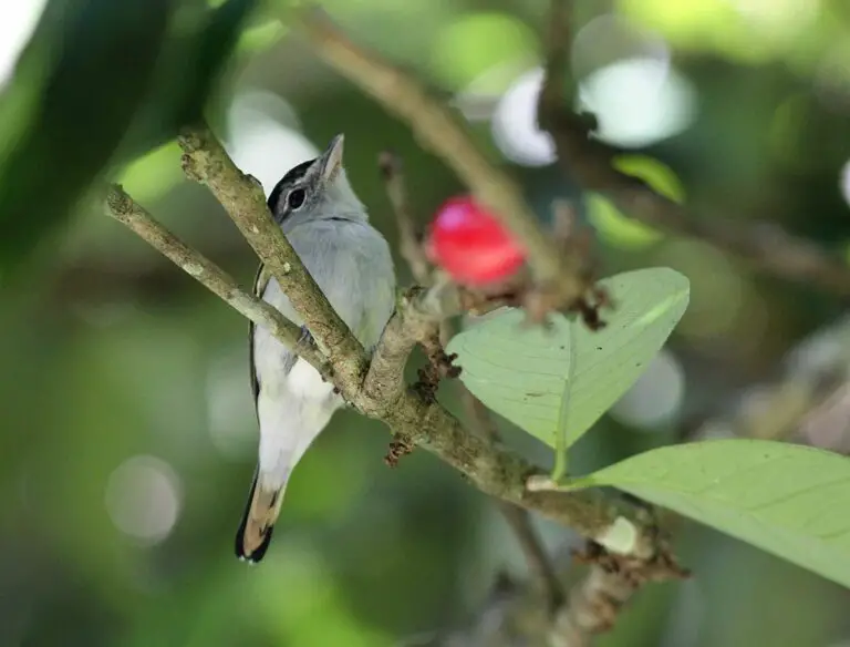 Black-Capped Becard