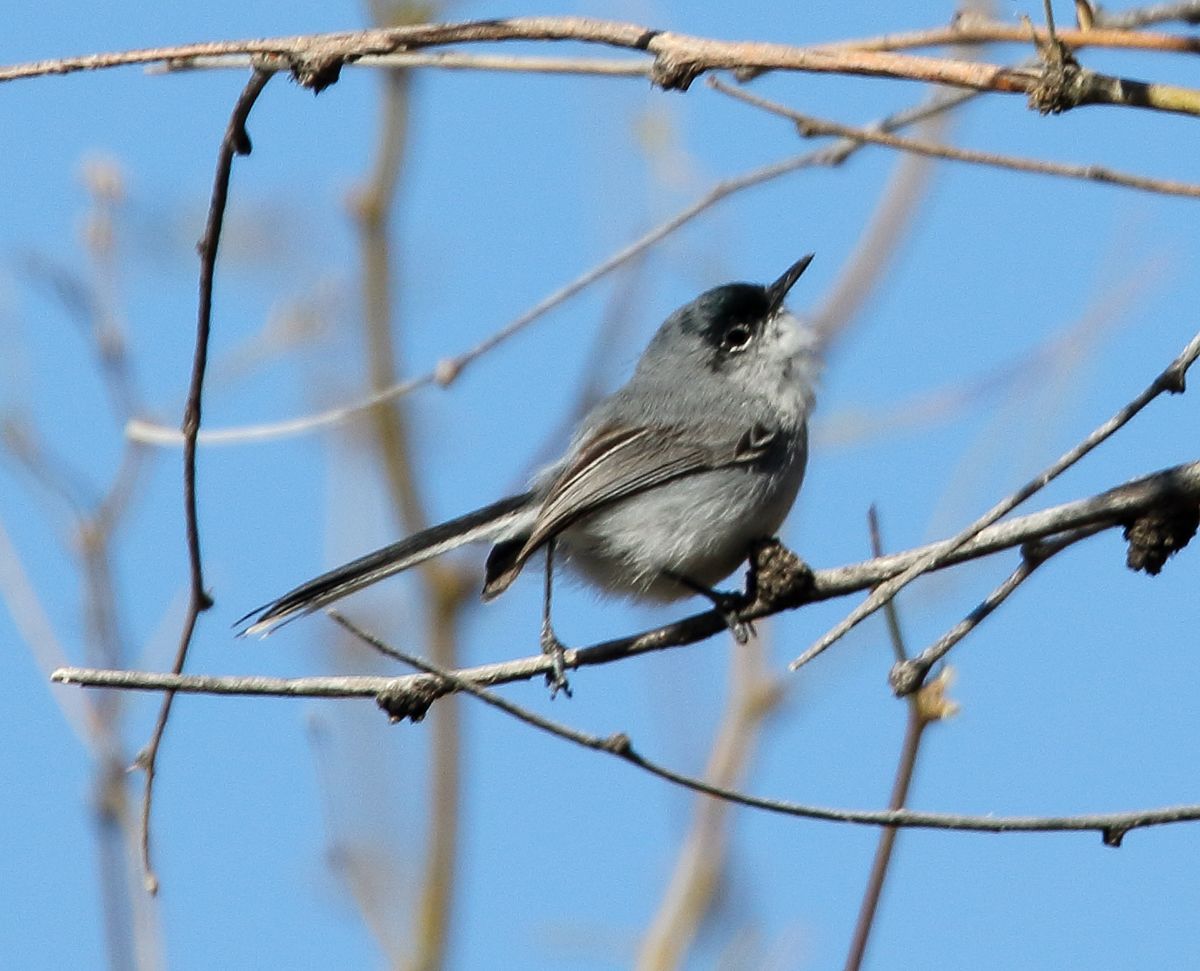 Black-Capped Gnatcatcher