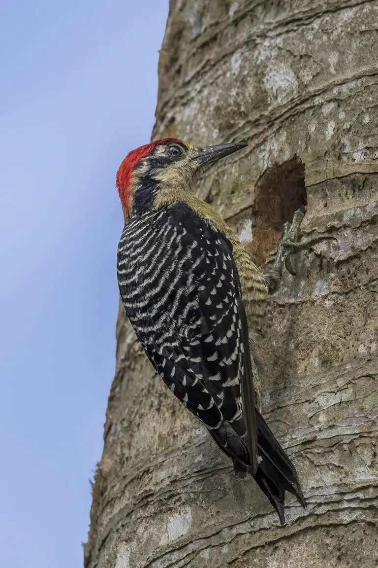 Black-Cheeked Woodpecker