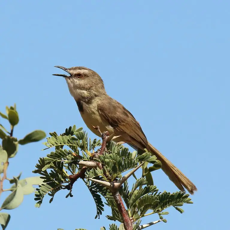 Black-Chested Prinia