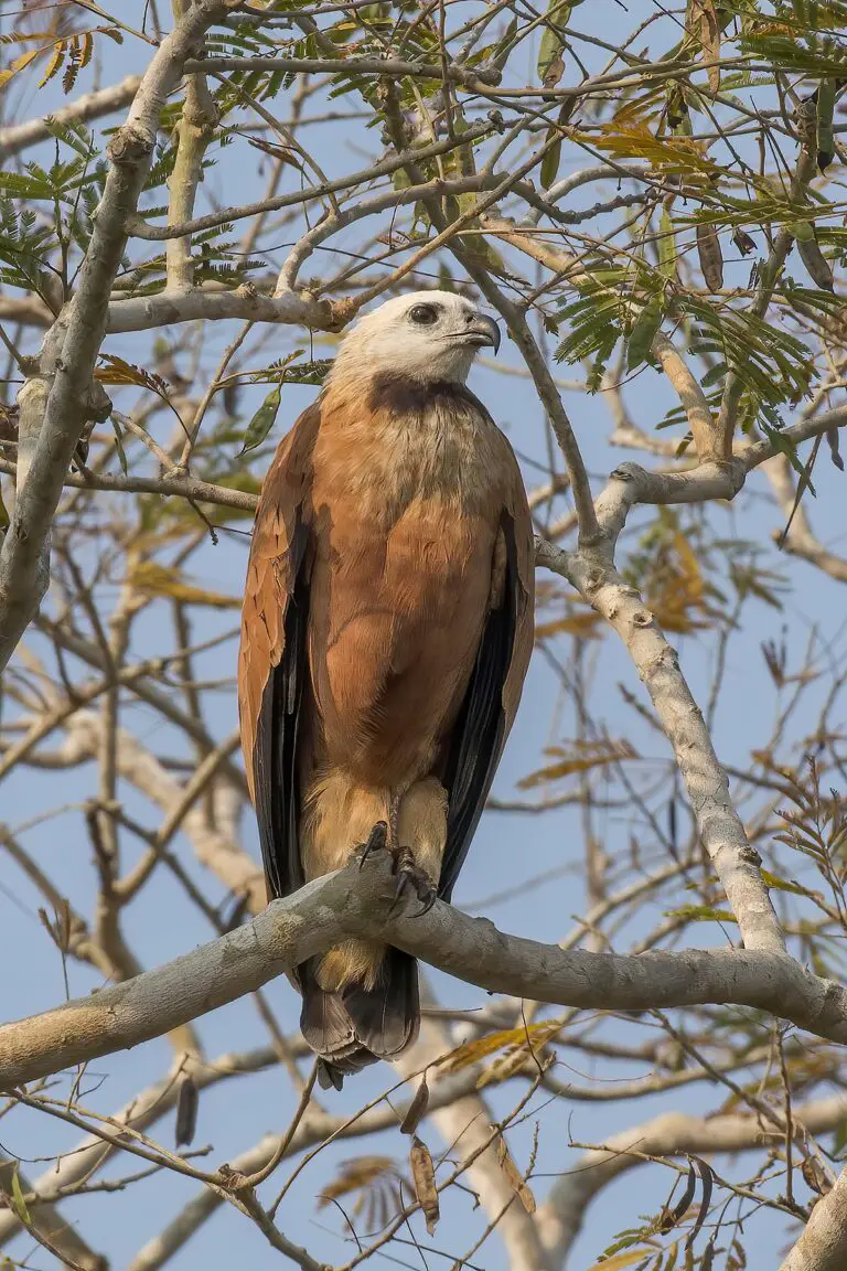 Black-Collared Hawk