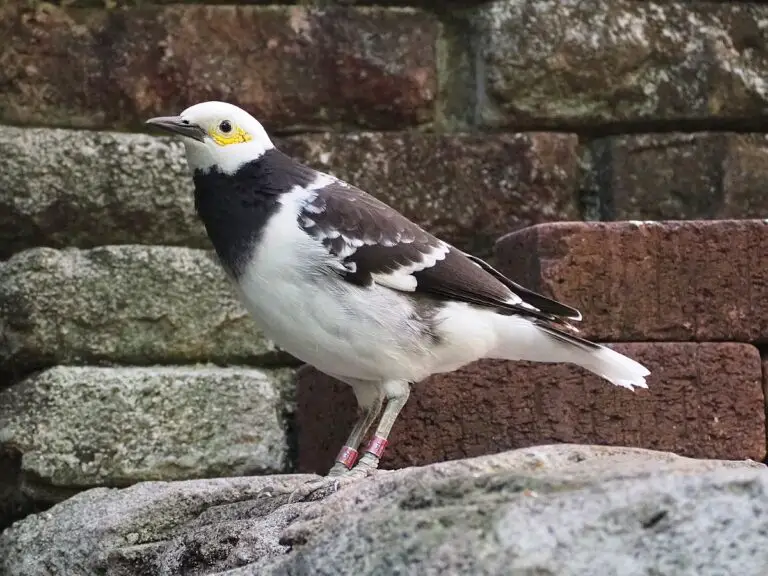 Black-Collared Starling