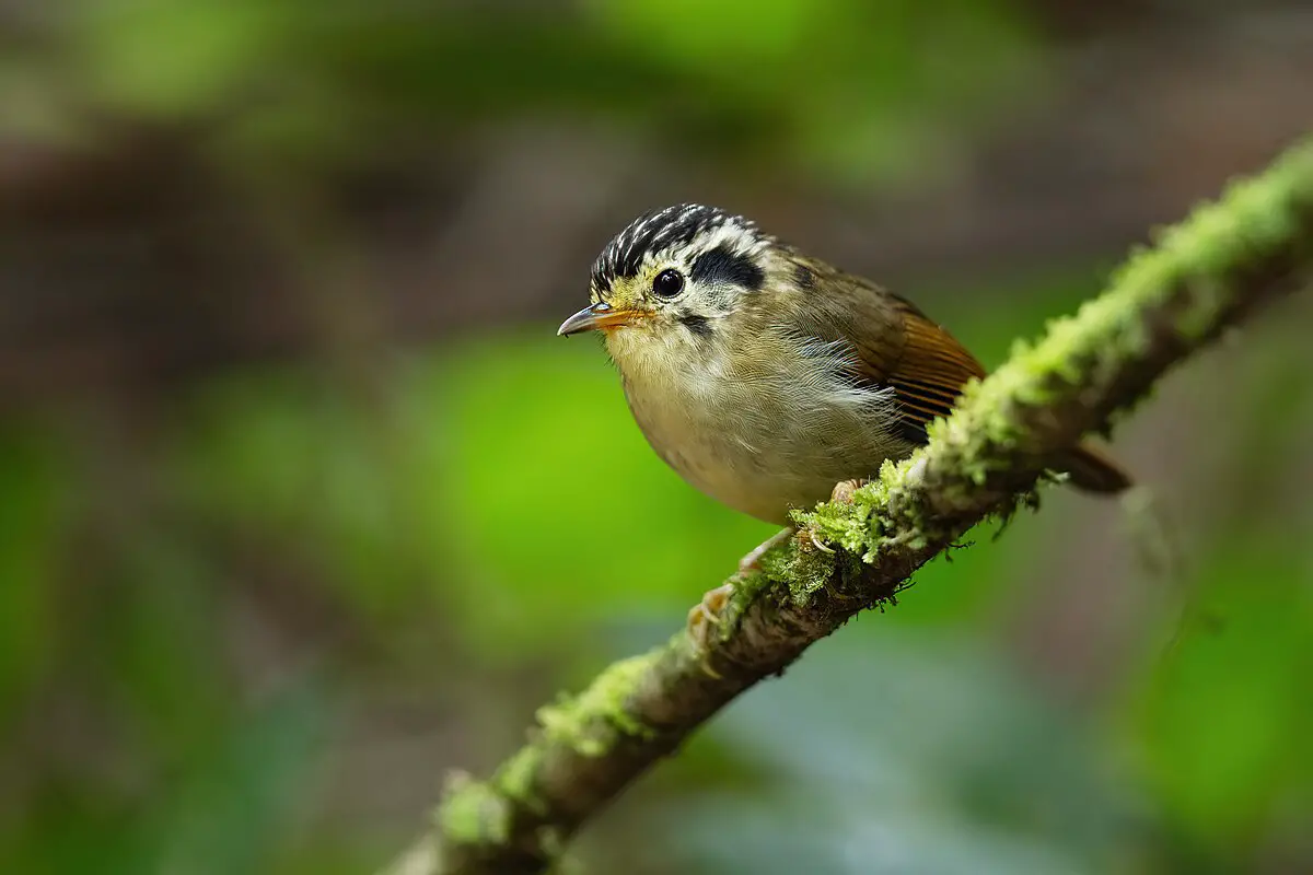 Black-Crowned Fulvetta