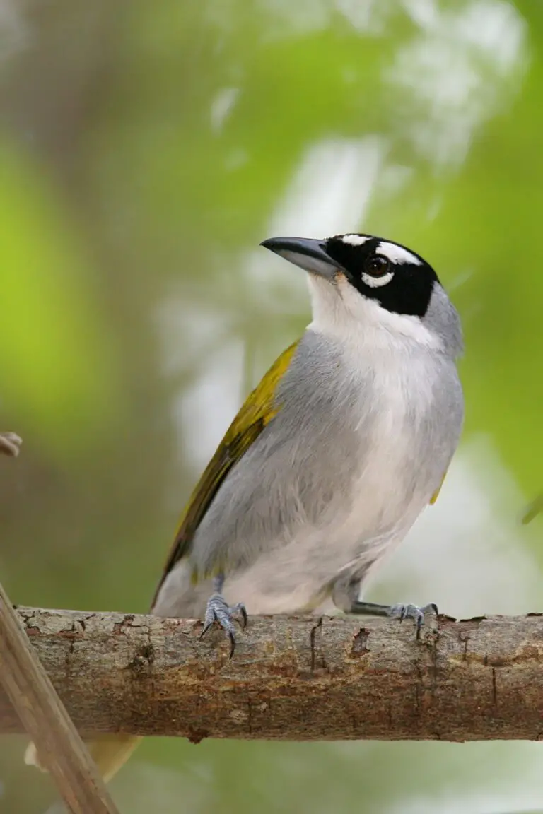 Black-Crowned Tanager