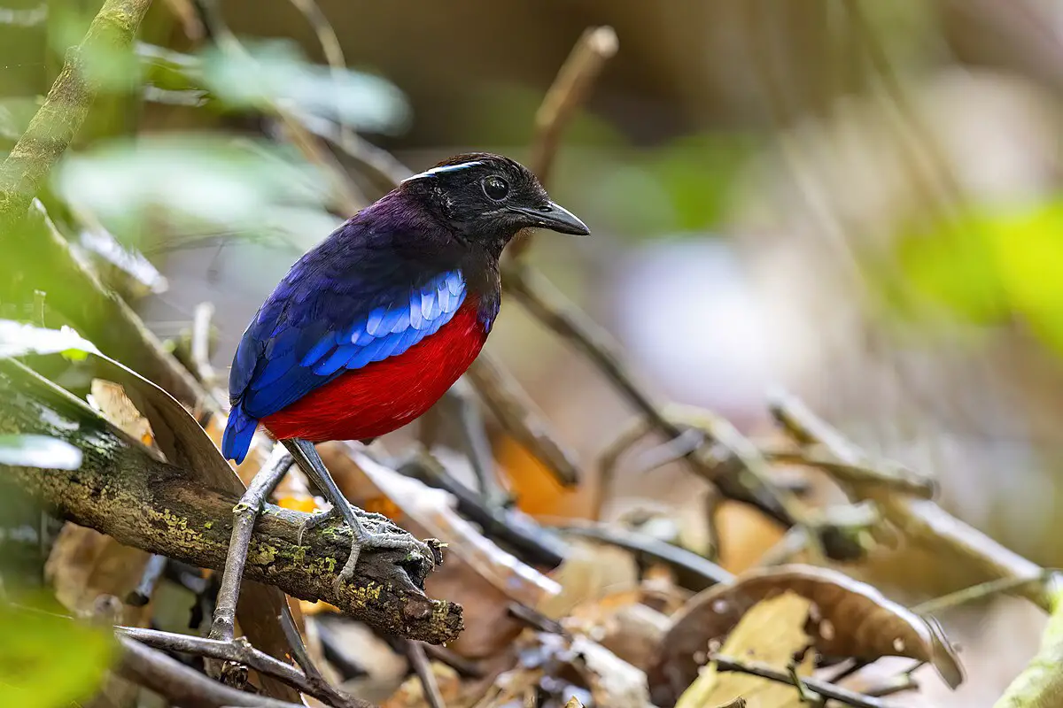 Black-Crowned Pitta