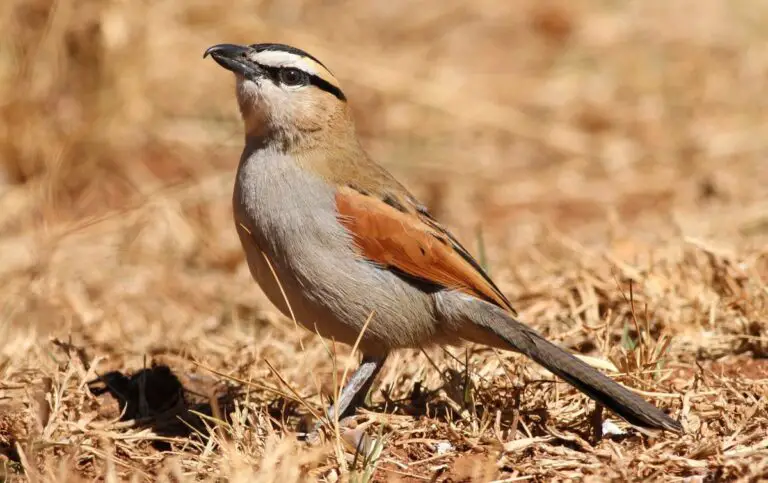 Black-Crowned Tchagra