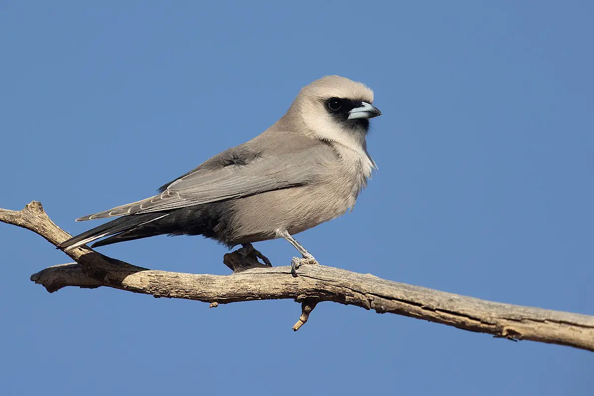 Black-Faced Woodswallow