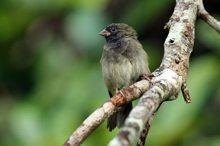 Black-Faced Grassquit