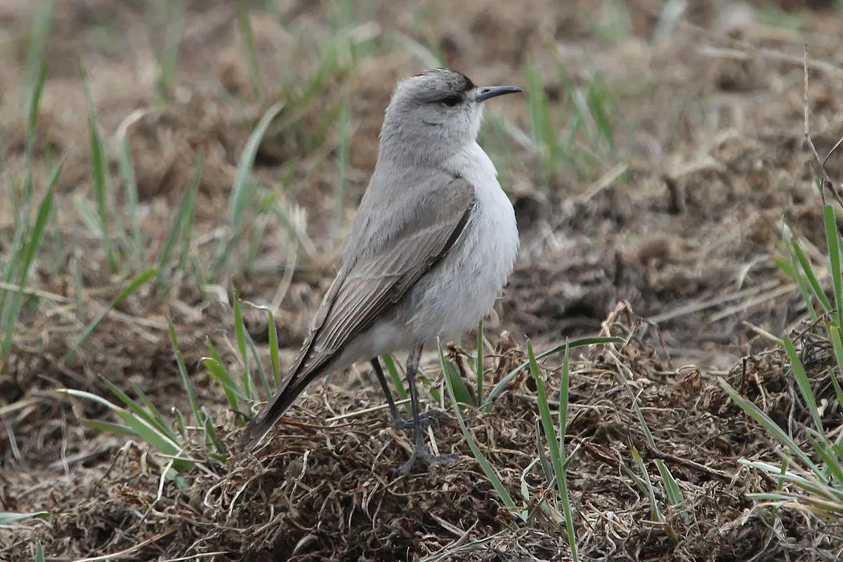 Black-Fronted Ground Tyrant