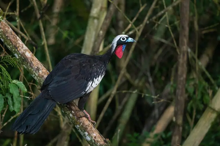 Black-Fronted Piping Guan