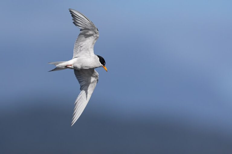 Black-Fronted Tern