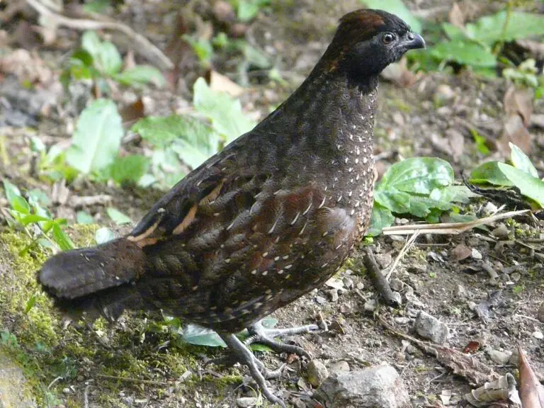 Black-Fronted Wood Quail