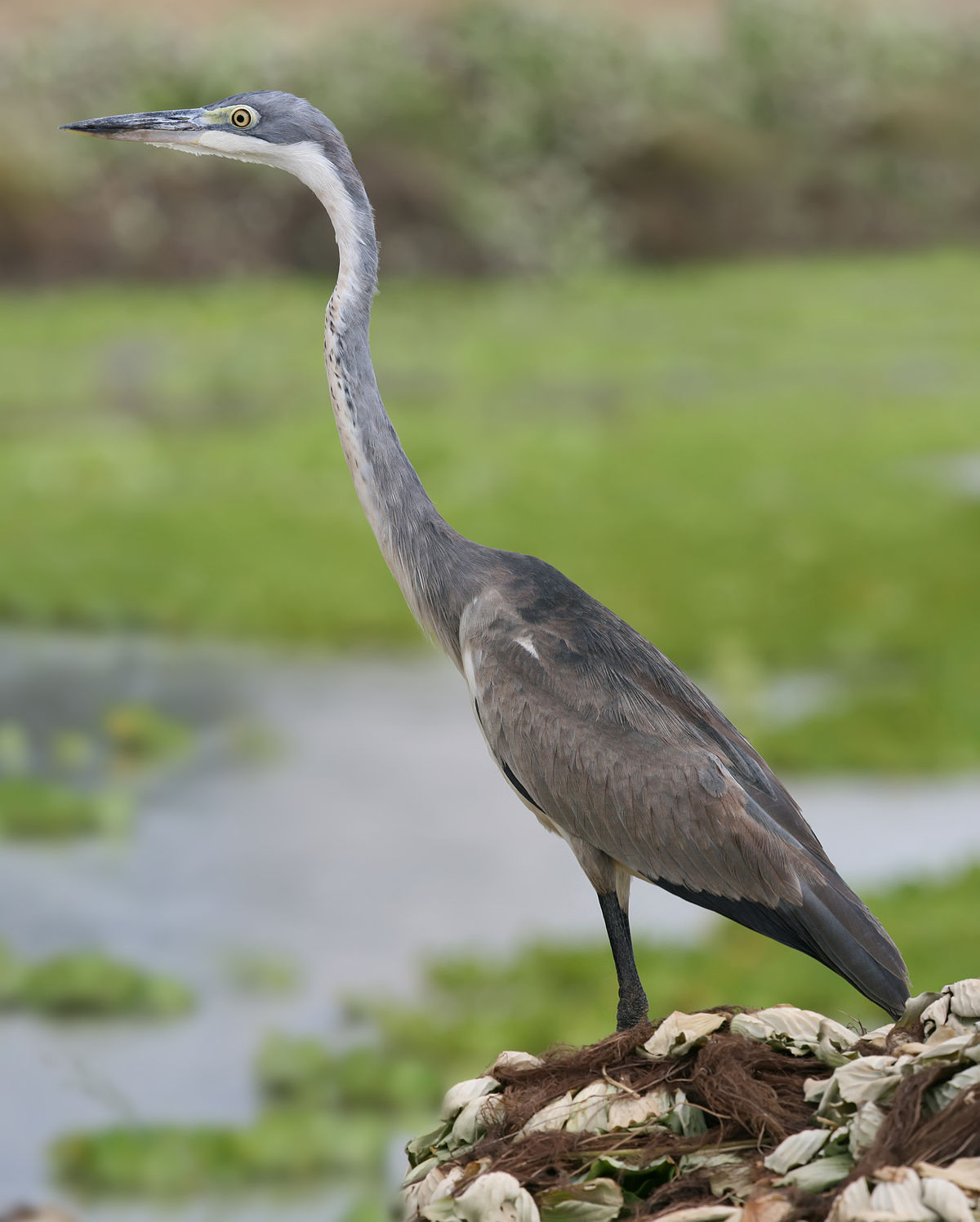 Black-Headed Heron