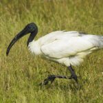 Black-Headed Ibis