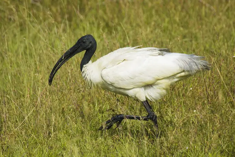 Black-Headed Ibis