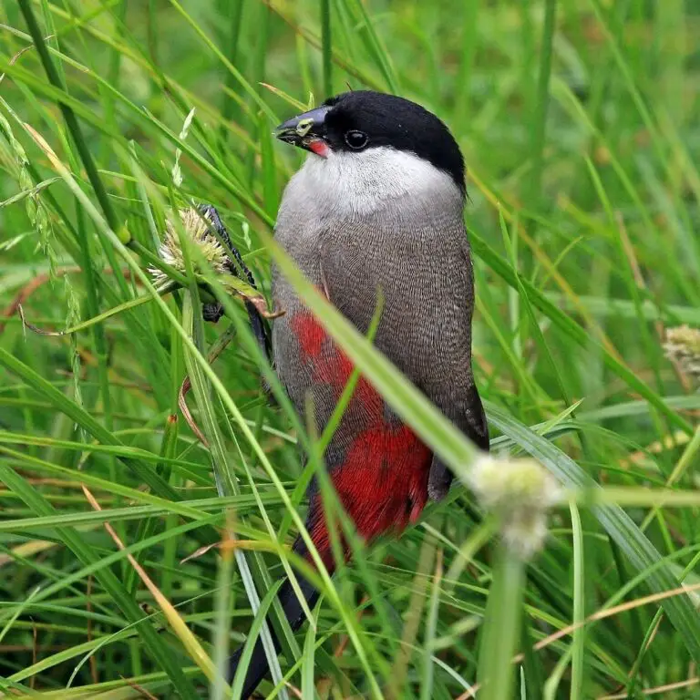 Black-Headed Waxbill