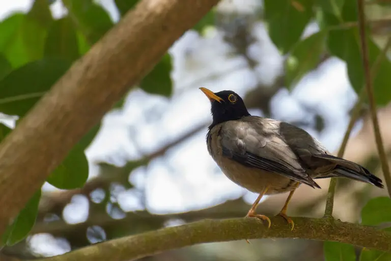 Black-Hooded Thrush