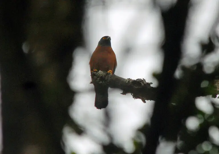 Black-Mantled Goshawk