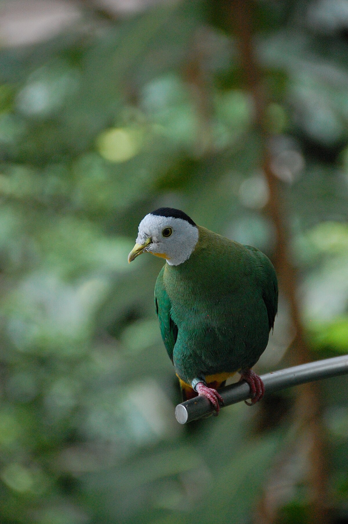 Black-Naped Fruit Dove