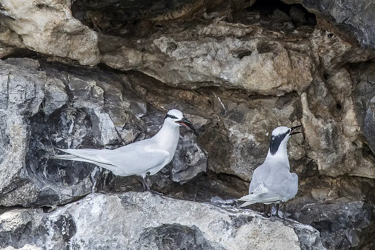 Black-Naped Tern