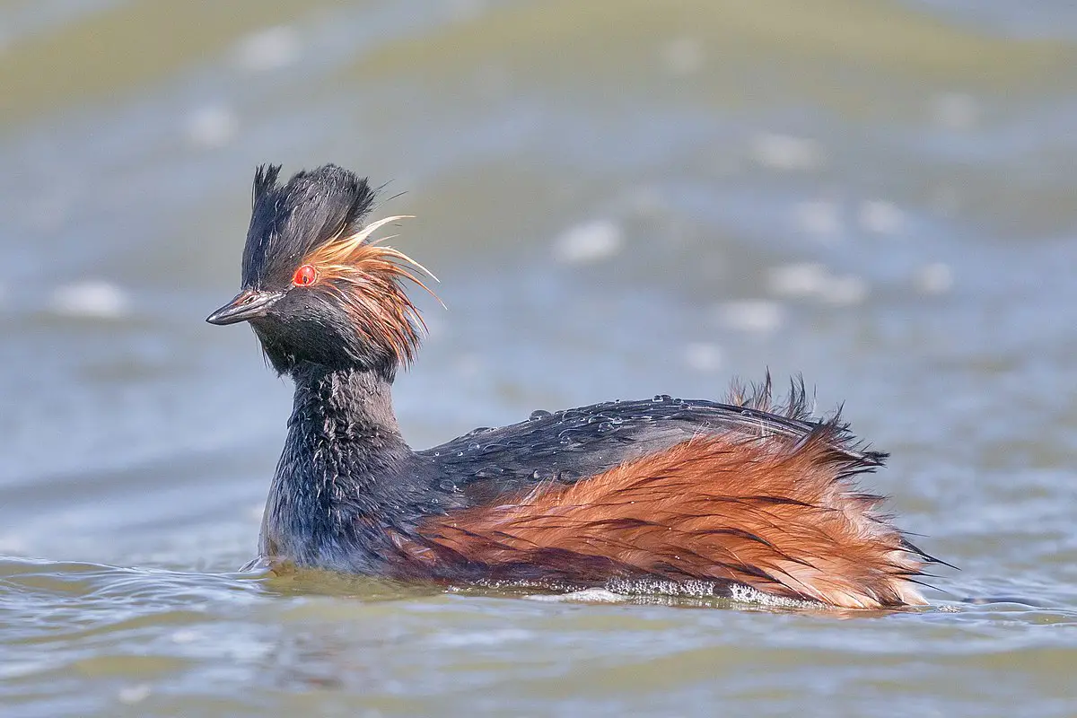 Black-Necked Grebe