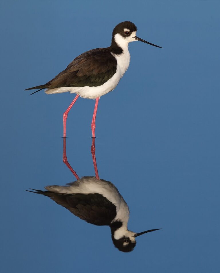 Black-Necked Stilt