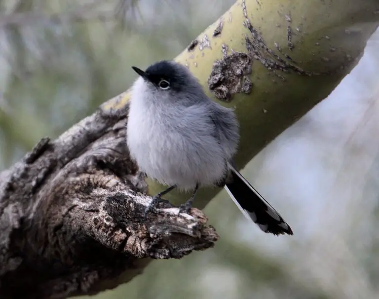 Black-Tailed Gnatcatcher