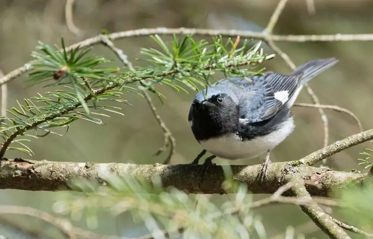 Black-Throated Blue Warbler