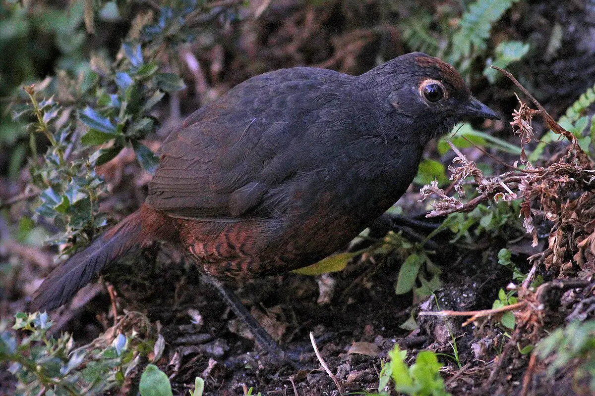 Black-Throated Huet-Huet