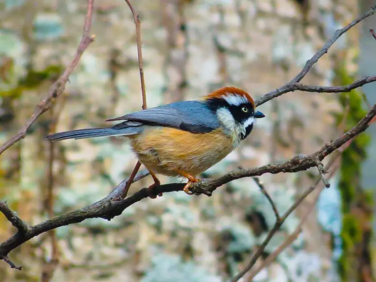 Black-Throated Bushtit