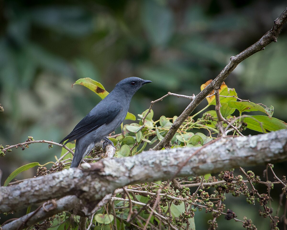 Black-Winged Cuckooshrike