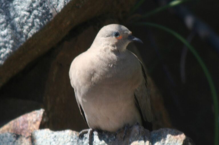 Black-Winged Ground Dove