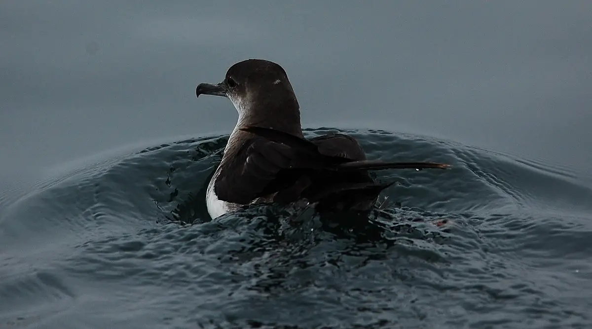 Black-Vented Shearwater