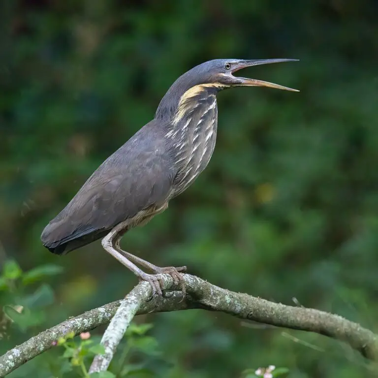 Black Bittern