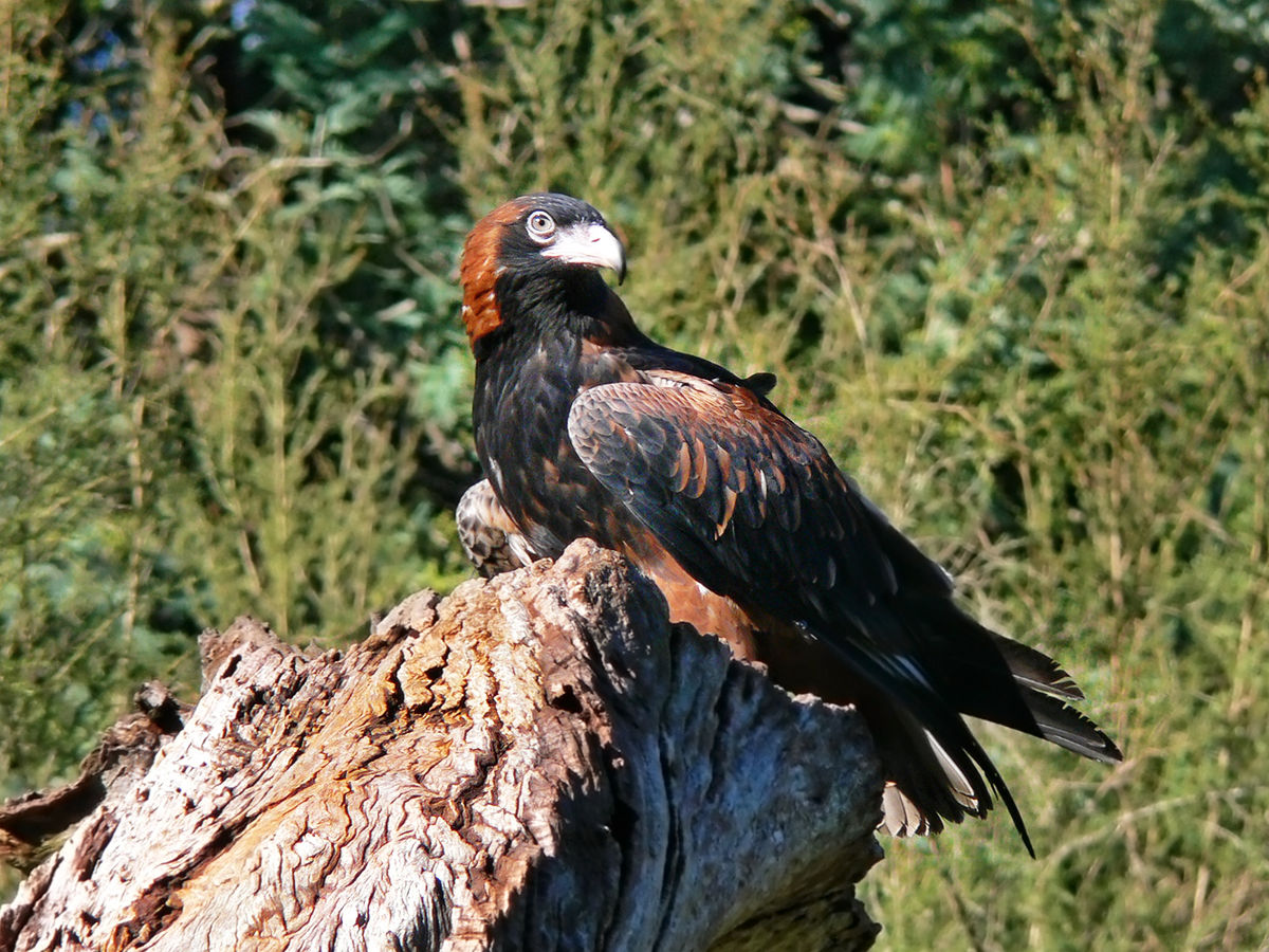 Black-Breasted Buzzard