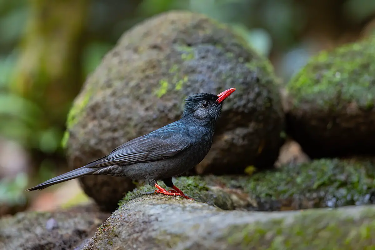 Black Bulbul