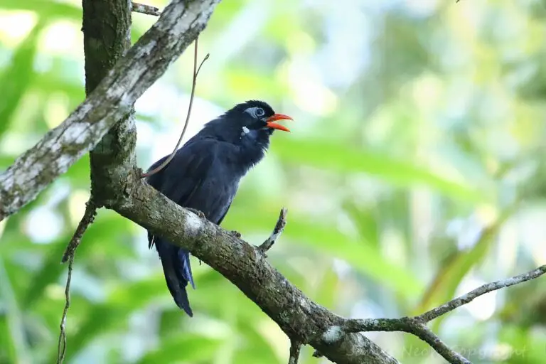 Black Laughingthrush