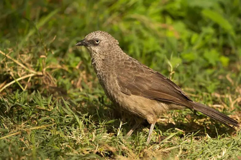 Black-Lored Babbler