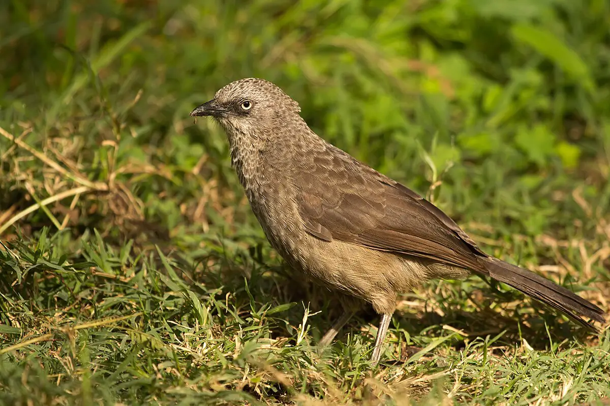 Black-Lored Babbler