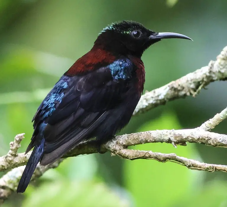 Black Sunbird